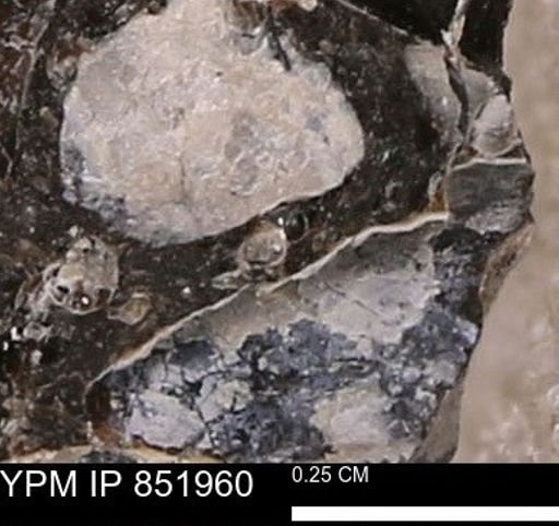 undet. Foraminifera