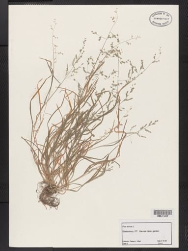 Poa annua