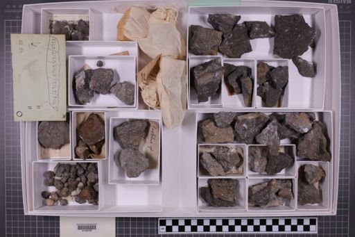 mixed taxa, stratigraphic collection