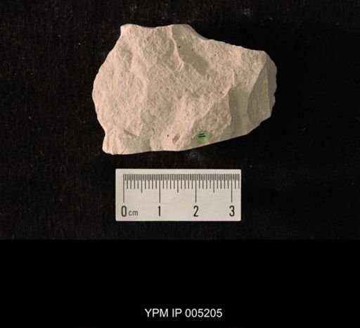 Lemmatophora typica
