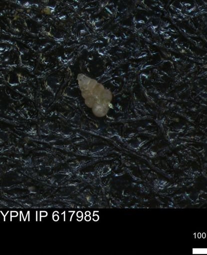 undet. Heterohelicidae