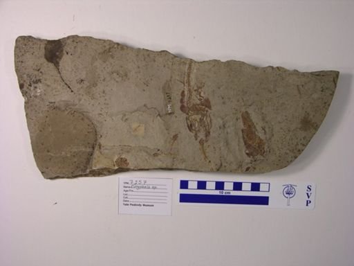Eurypholis sp.