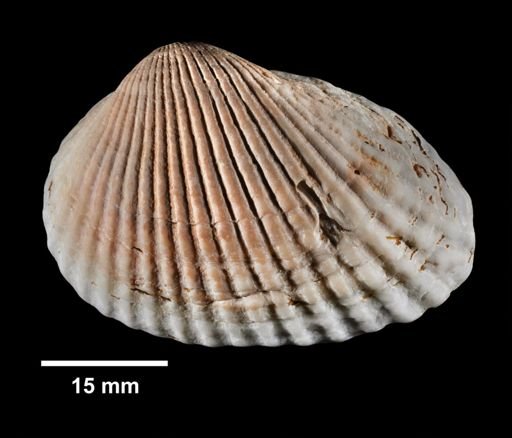 Anadara transversa