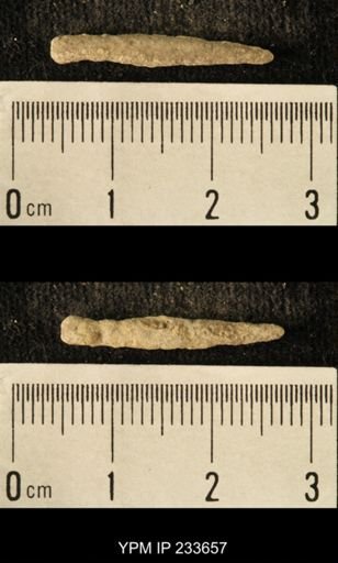 Archaeocidaris sp.