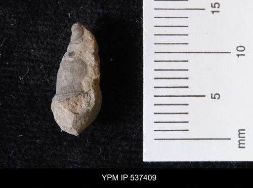 Goniobasis ortmanni
