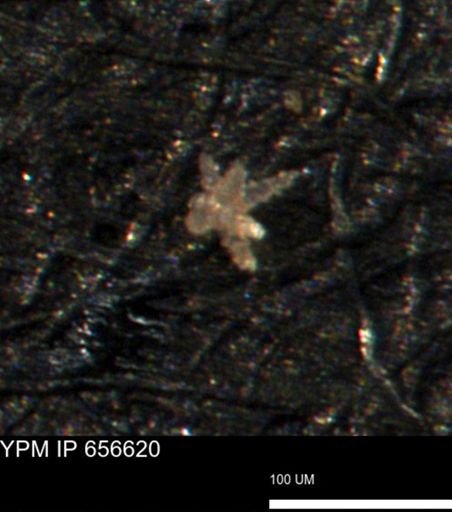 Porifera