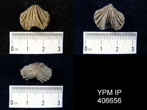 Camarotoechia sp.