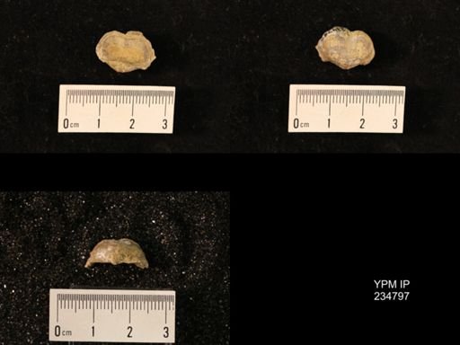 Marginifera splendens