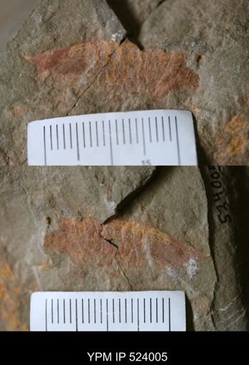 Thelxiope sp.