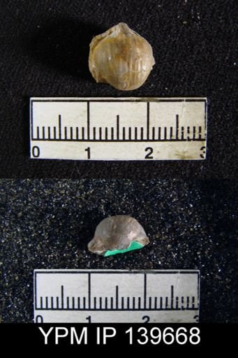 Chonetella nasuta