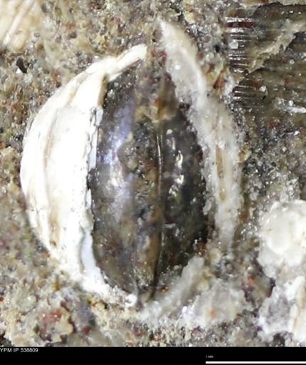 Corbulamella gregaria