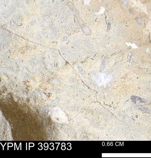 undet. Serpulidae