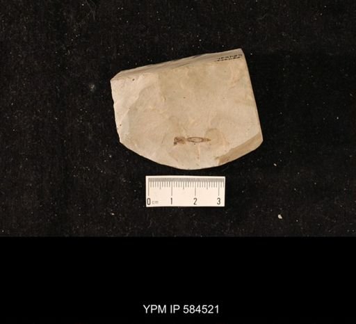 undet. Asilidae