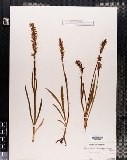 Spiranthes romanzoffiana