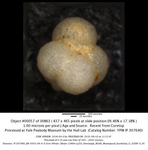 undet. Foraminiferida