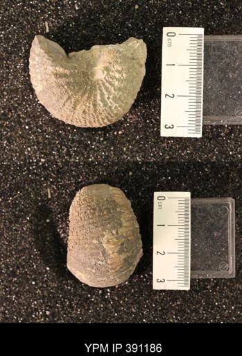 Scaphitidae