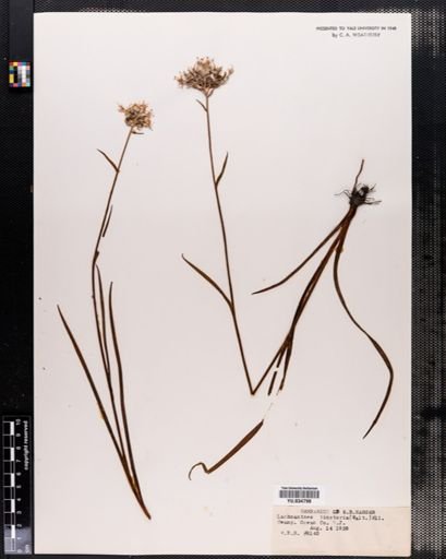 Plantae