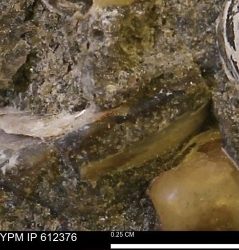 undet. Bivalvia