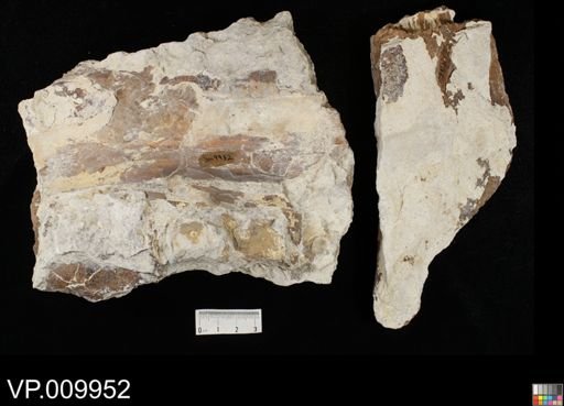Xiphactinus?