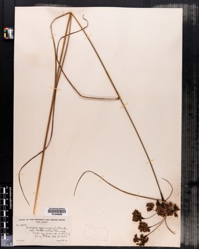 Scirpus cyperinus