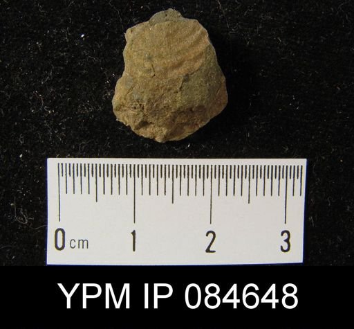Leptaena rhomboidalis