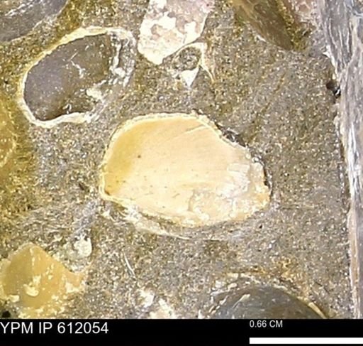undet. Bivalvia