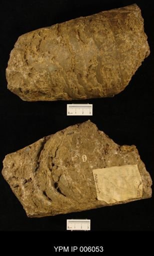 Rayonoceras vaughnianum