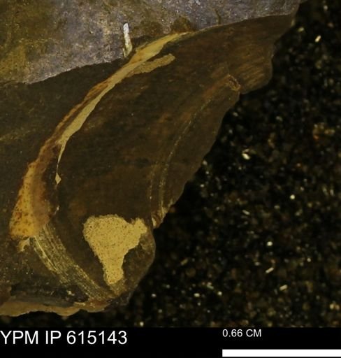 Limopsis? striatopunctatus