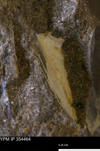 undet. Mollusca