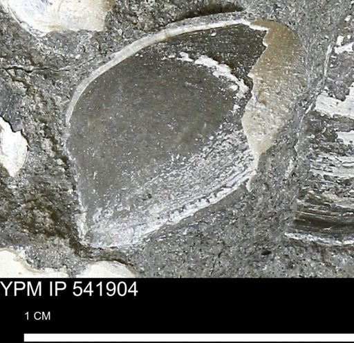 Limopsis striatopunctatus