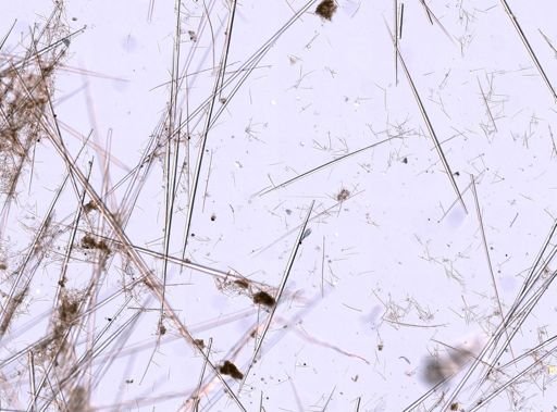 Trachyteleia hispida