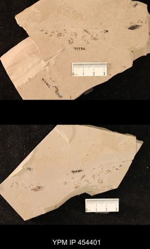 undet. Diptera