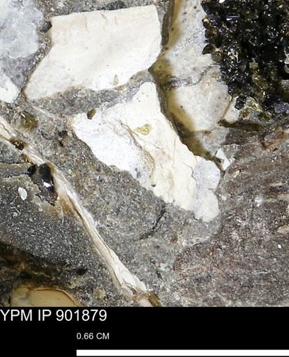 undet. Mollusca