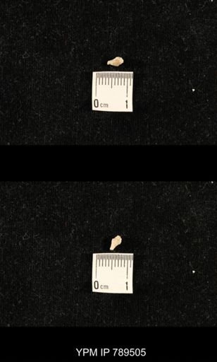 undet. Bryozoa