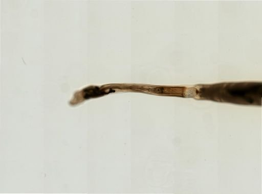 Myopsida