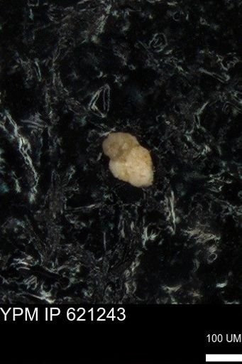 undet. Foraminiferida
