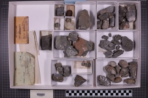 mixed taxa, stratigraphic collection