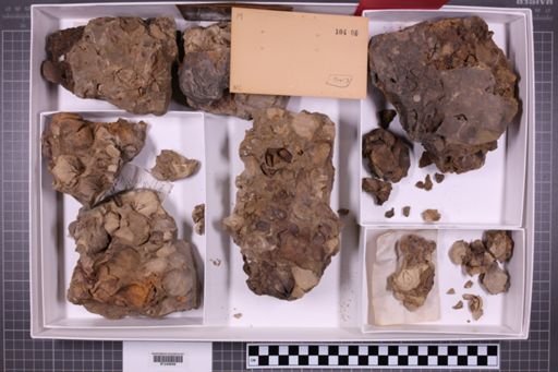 mixed taxa, stratigraphic collection