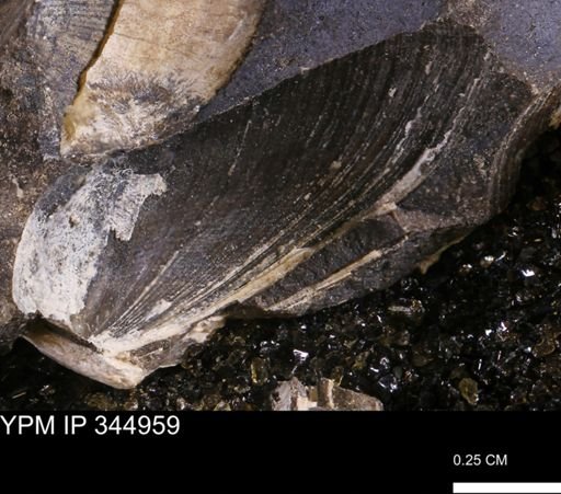 Limopsis striatopunctatus