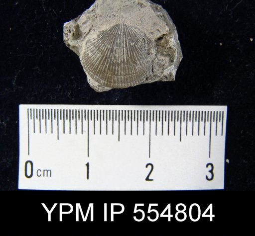 Rhipidomella uberis