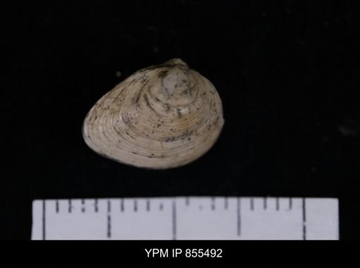 Limopsis striatopunctatus