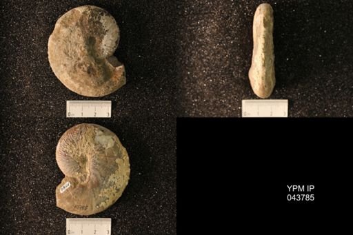 Hoploscaphites nicolletii