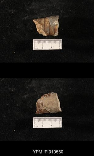 Orthoceras sp.
