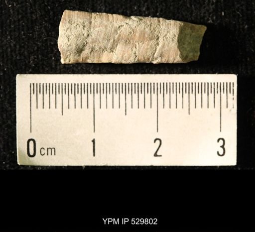 Pseudorthoceras knoxense