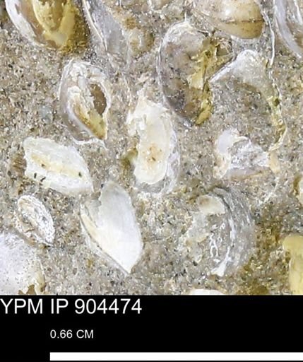 undet. Bivalvia