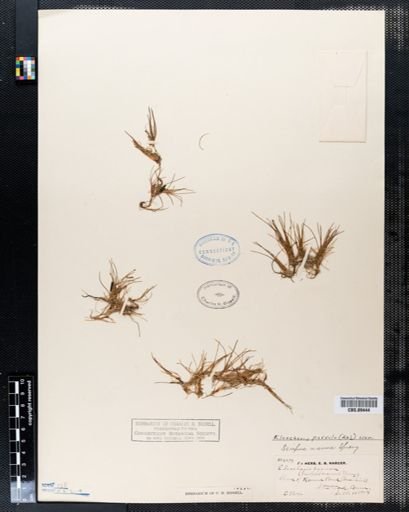 Eleocharis parvula