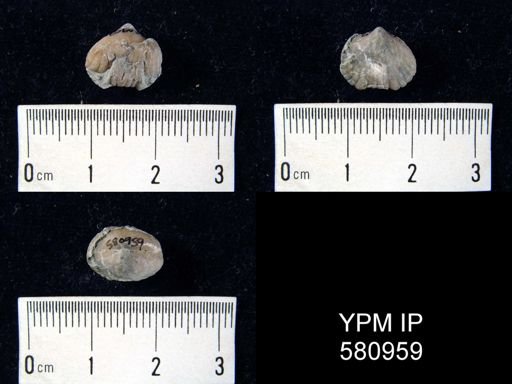 undet. Uncinuloidea