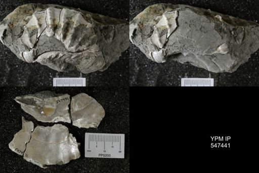 Pterotrigonia sp.