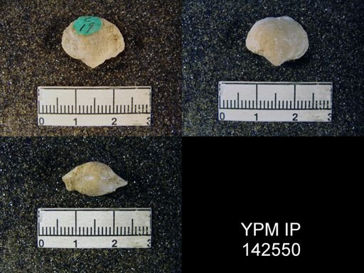 Athyris capillata