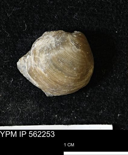Limopsis striatopunctatus